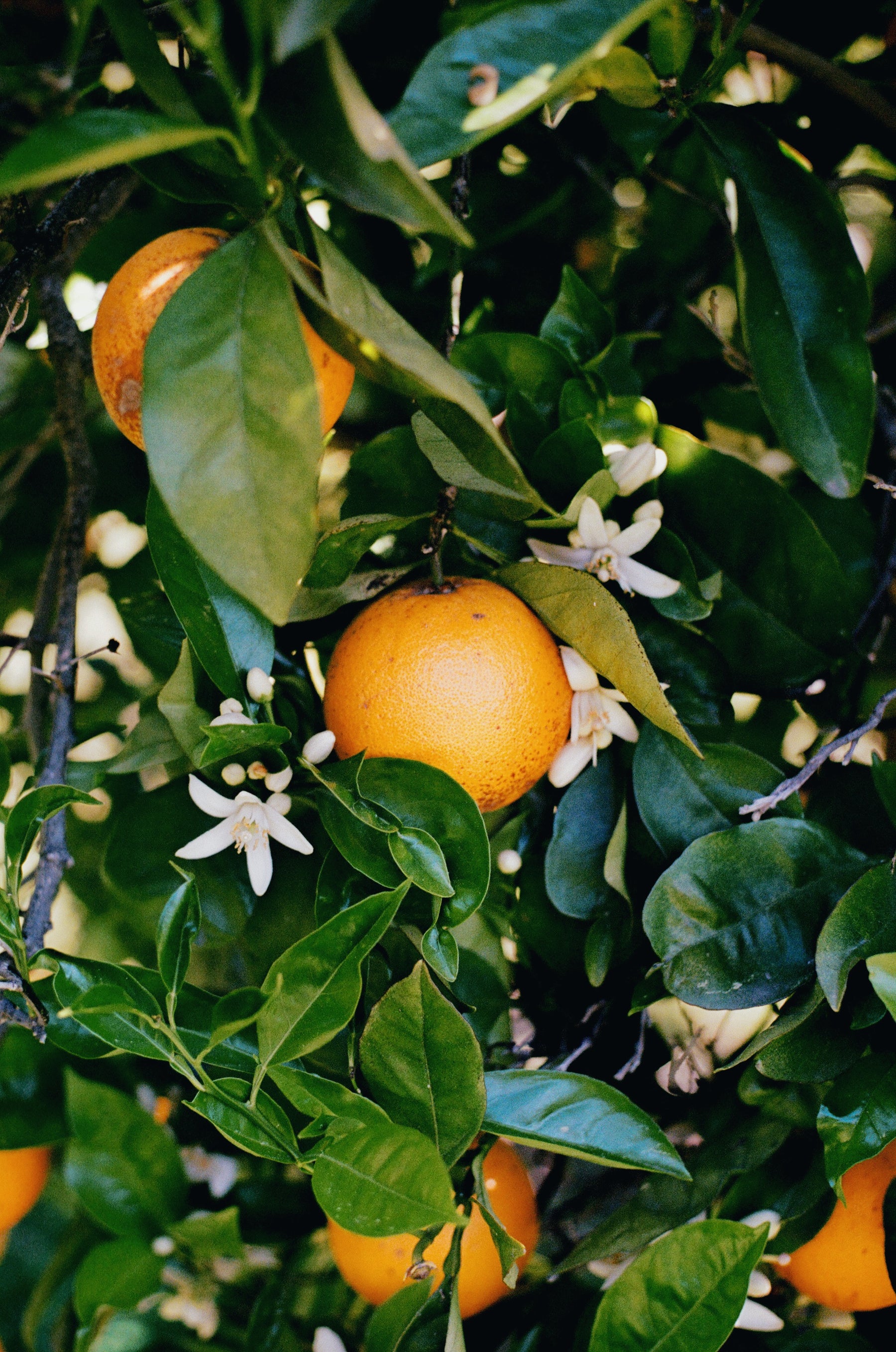 LA Parks Foundation Navel Orange & Rose Petal Marmalade