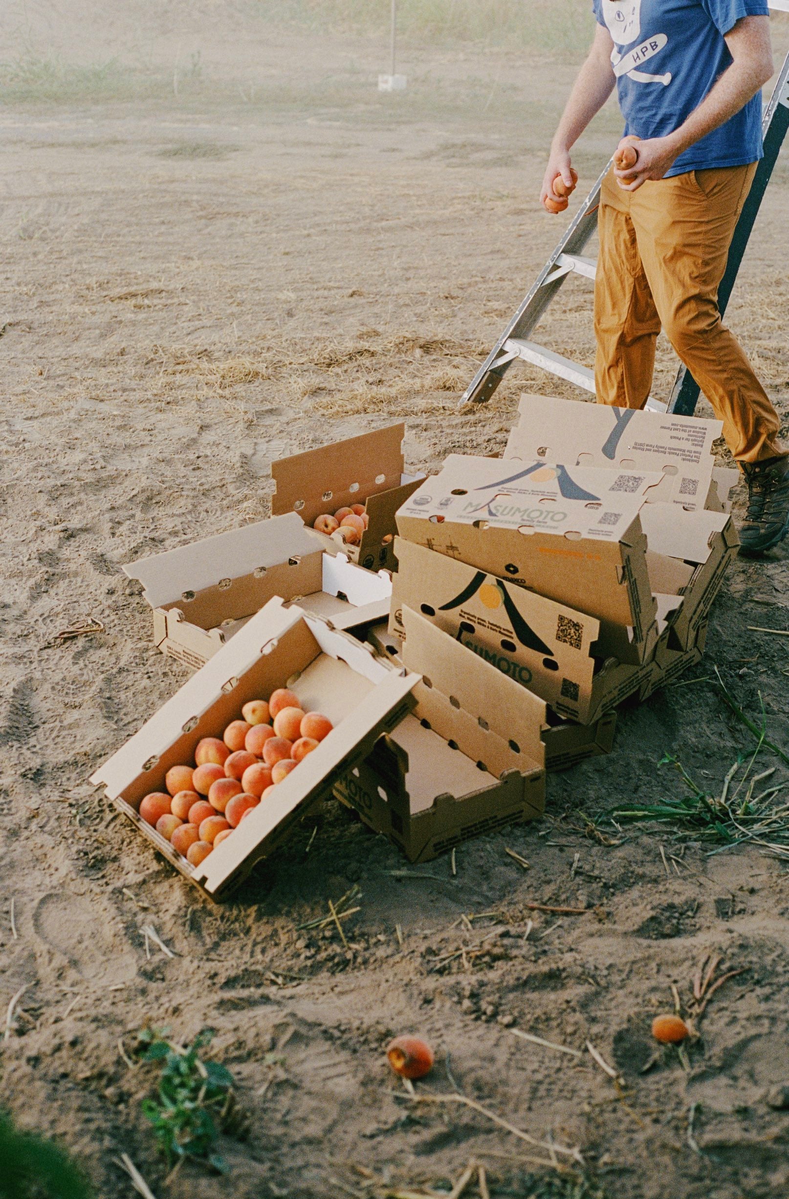 Frog Hollow & Masumoto Farm Capsule